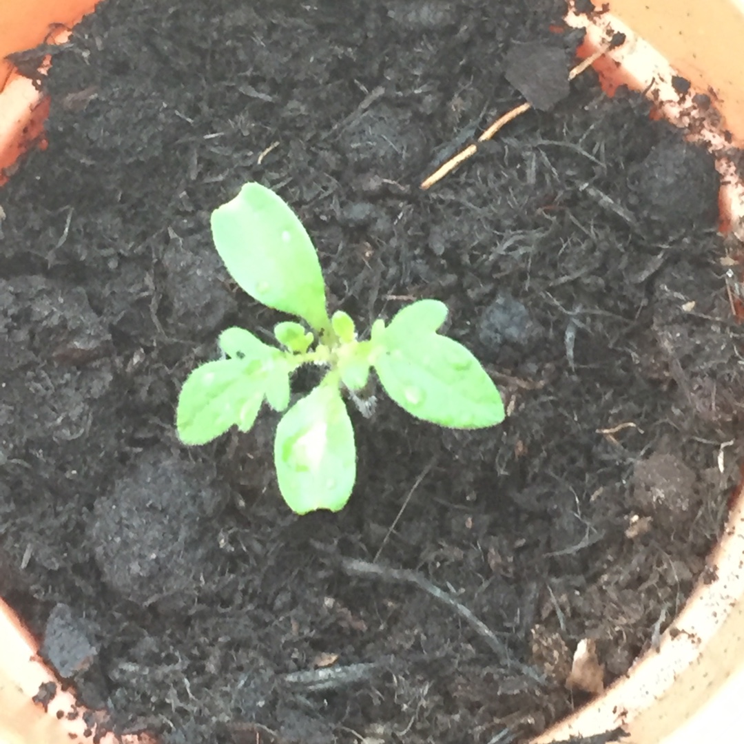 Solanum lycopersicum The Amateur in the GardenTags plant encyclopedia Tomato The Amateur in the GardenTags plant encyclopedia