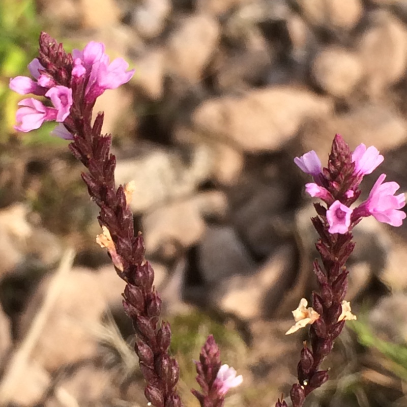 Verbena hastata Rosea in the GardenTags plant encyclopedia Verbena Hastata Rosea in the GardenTags plant encyclopedia