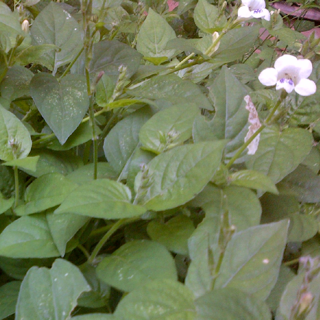 Chinese Violet in the GardenTags plant encyclopedia