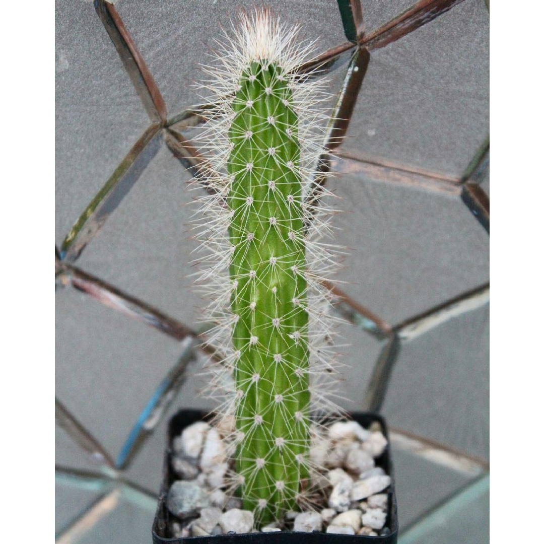 Arthrocereus Spinosissimus in the GardenTags plant encyclopedia Arthrocereus Spinosissimus in the GardenTags plant encyclopedia