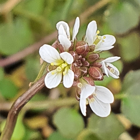 Cardamine hirsuta in the GardenTags plant encyclopedia Hairy Bittercress in the GardenTags plant encyclopedia