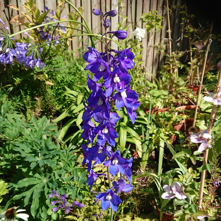 Delphinium Pacific Hybrid in the GardenTags plant encyclopedia Delphinium Pacific Hybrid in the GardenTags plant encyclopedia