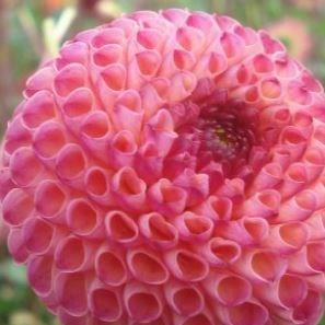 Dahlia Burlesca in the GardenTags plant encyclopedia Dahlia Burlesca (Ball) in the GardenTags plant encyclopedia