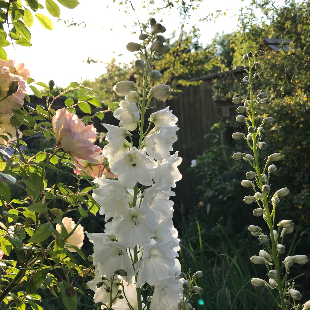 Delphinium Excalibur Pure White in the GardenTags plant encyclopedia Delphinium Excalibur Pure White in the GardenTags plant encyclopedia