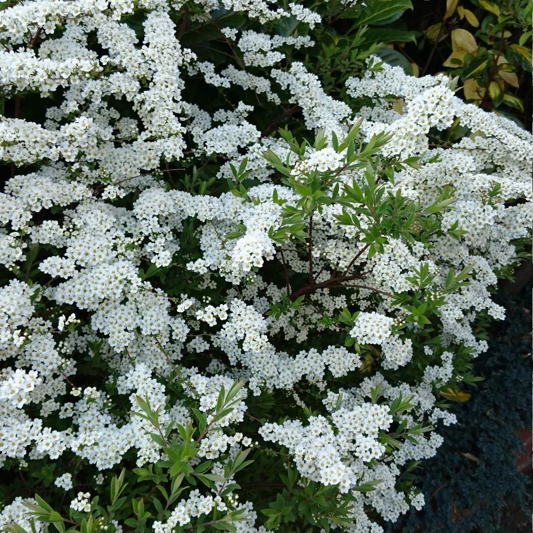 Spiraea thunbergii in the GardenTags plant encyclopedia Thunberg Spiraea in the GardenTags plant encyclopedia