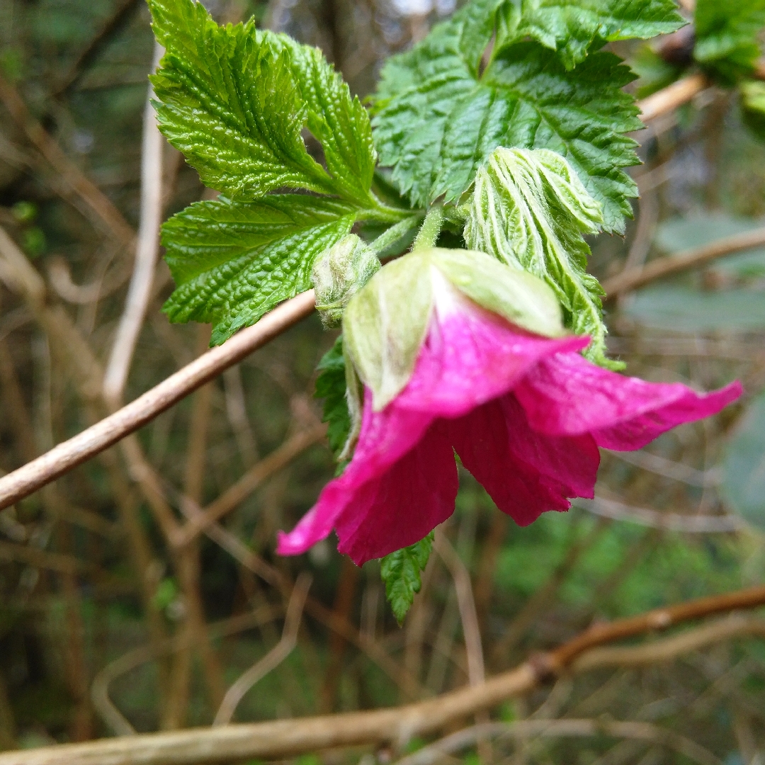 Rubus Spectabilis in the GardenTags plant encyclopedia Salmonberry in the GardenTags plant encyclopedia