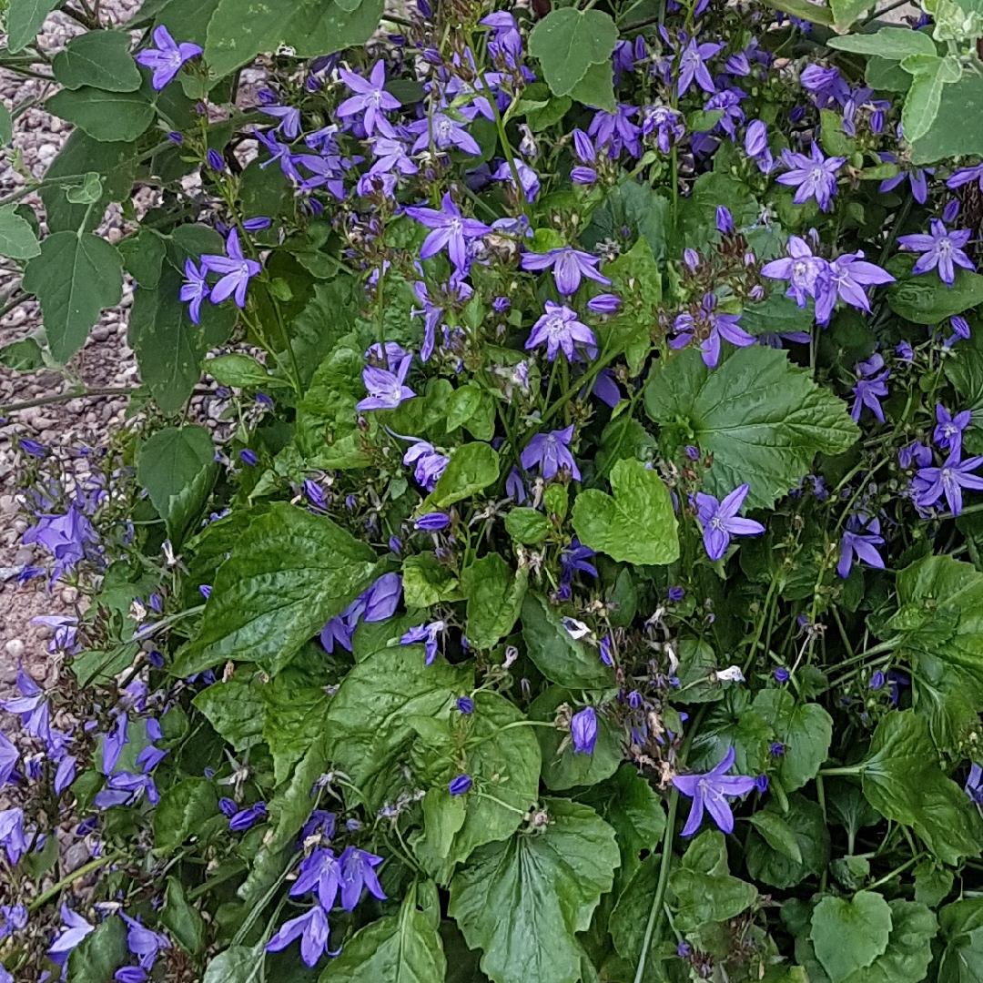 Campanula garganica Mrs. Resholt in the GardenTags plant encyclopedia Bellflower Mrs. Resholt in the GardenTags plant encyclopedia