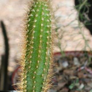 Arthrocereus Rondonianus in the GardenTags plant encyclopedia Snake Cactus in the GardenTags plant encyclopedia