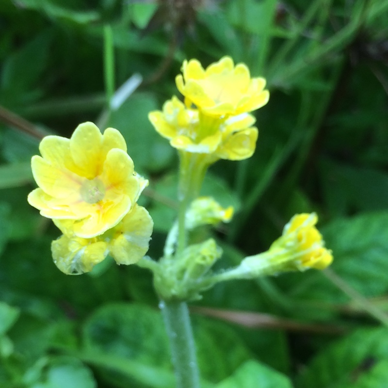 Primula veris Lady Agatha in the GardenTags plant encyclopedia Hose-in-hose Cowslip in the GardenTags plant encyclopedia