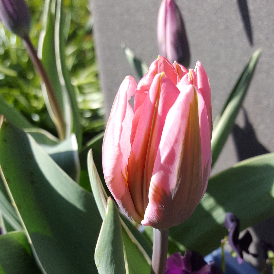 Tulipa Pretty Princess in the GardenTags plant encyclopedia Tulip Pretty Princess (Triumph) in the GardenTags plant encyclopedia