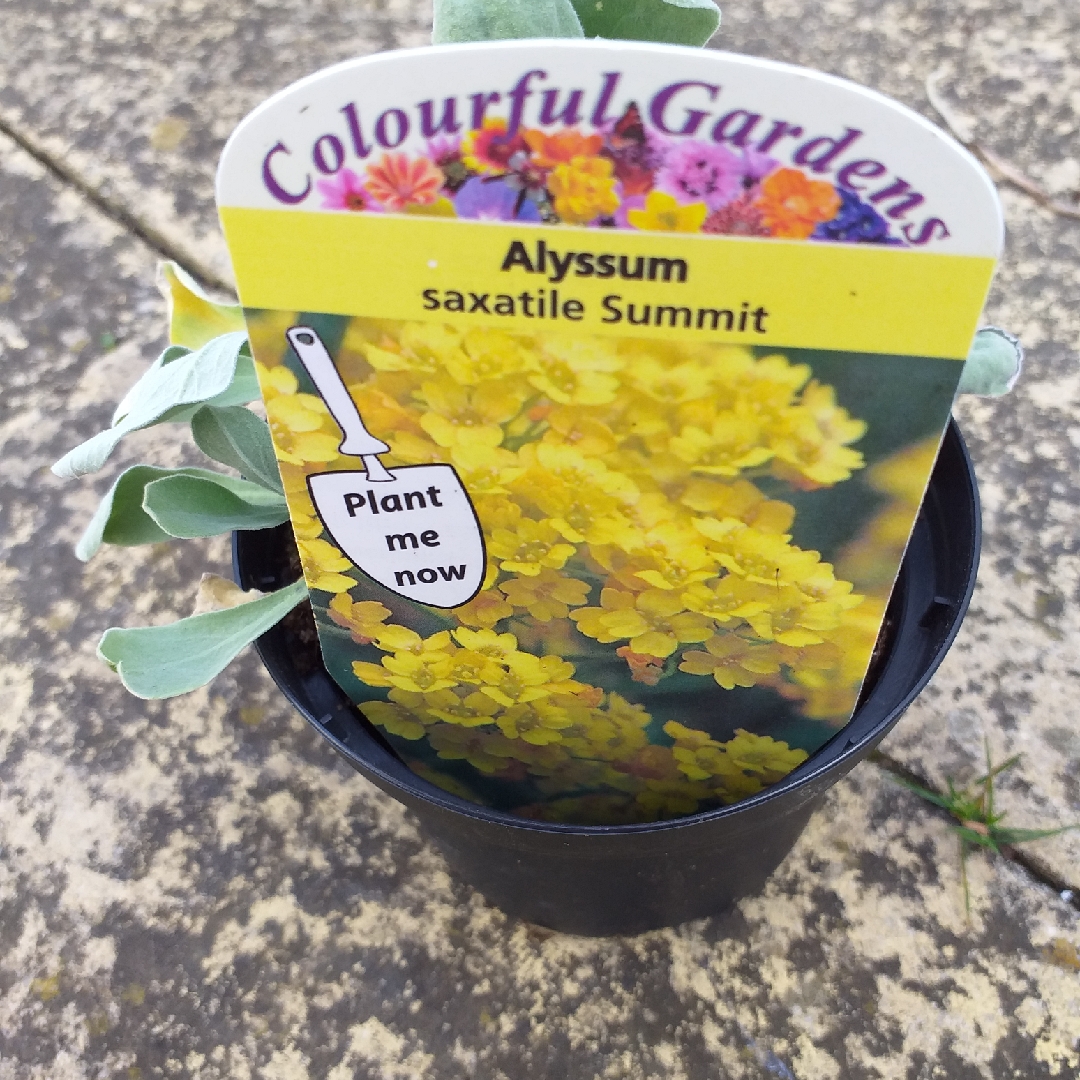 Aurinia saxatilis Summit in the GardenTags plant encyclopedia Basket Of Gold Summit in the GardenTags plant encyclopedia