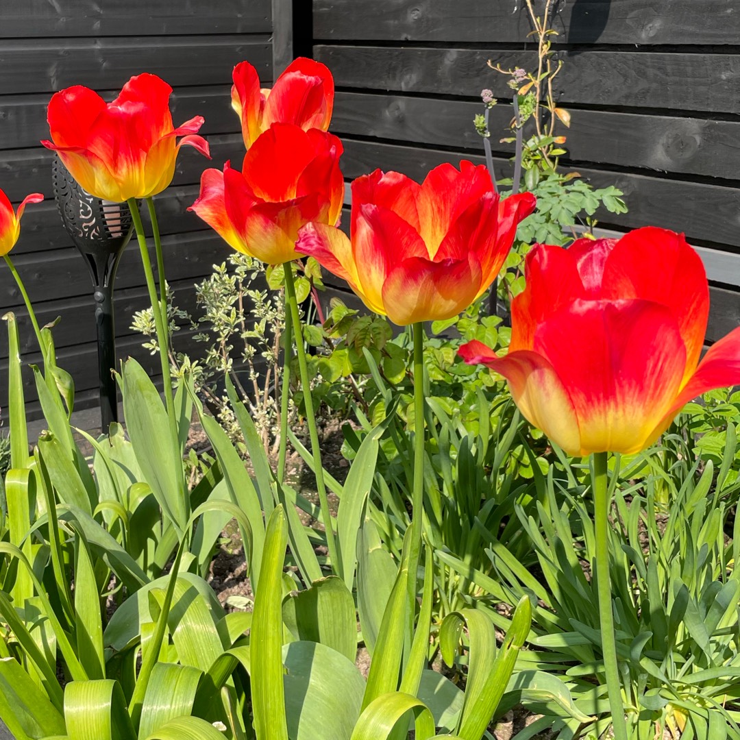 Tulipa Suncatcher in the GardenTags plant encyclopedia Tulip Suncatcher (Triumph) in the GardenTags plant encyclopedia