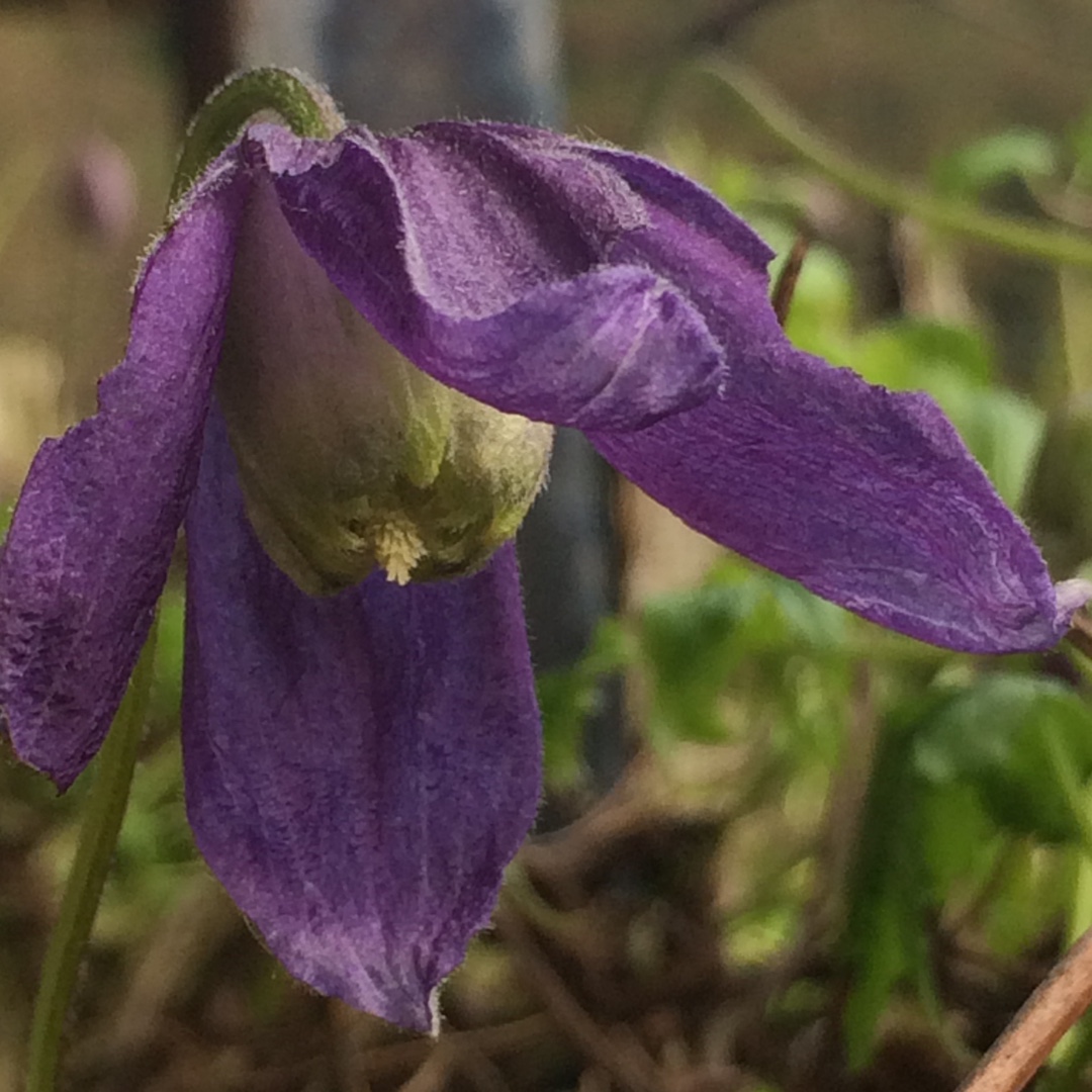 Clematis alpina Pamela Jackman in the GardenTags plant encyclopedia Clematis Pamela Jackman in the GardenTags plant encyclopedia