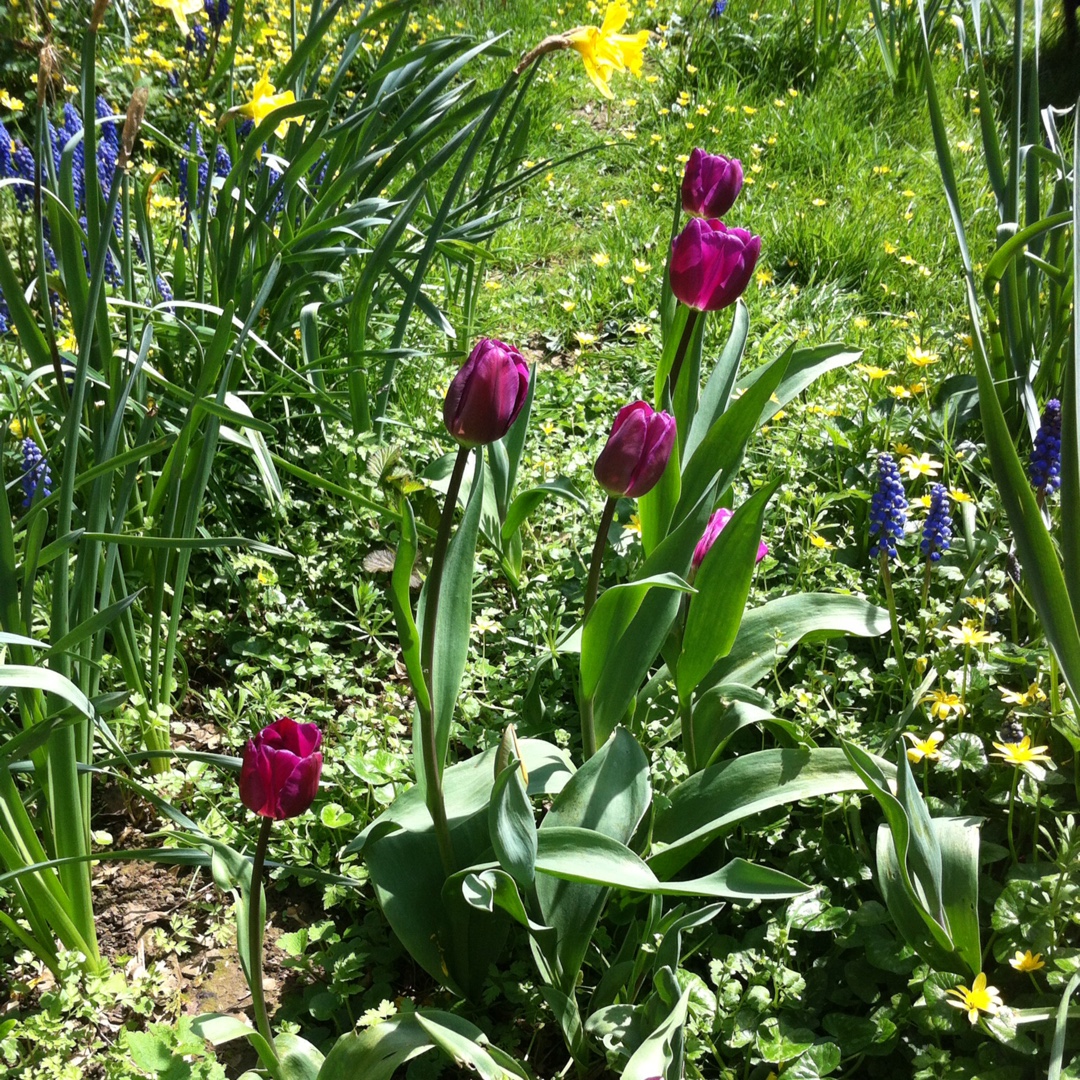 Tulipa Purple Rain in the GardenTags plant encyclopedia Tulip Purple Rain (Triumph) in the GardenTags plant encyclopedia