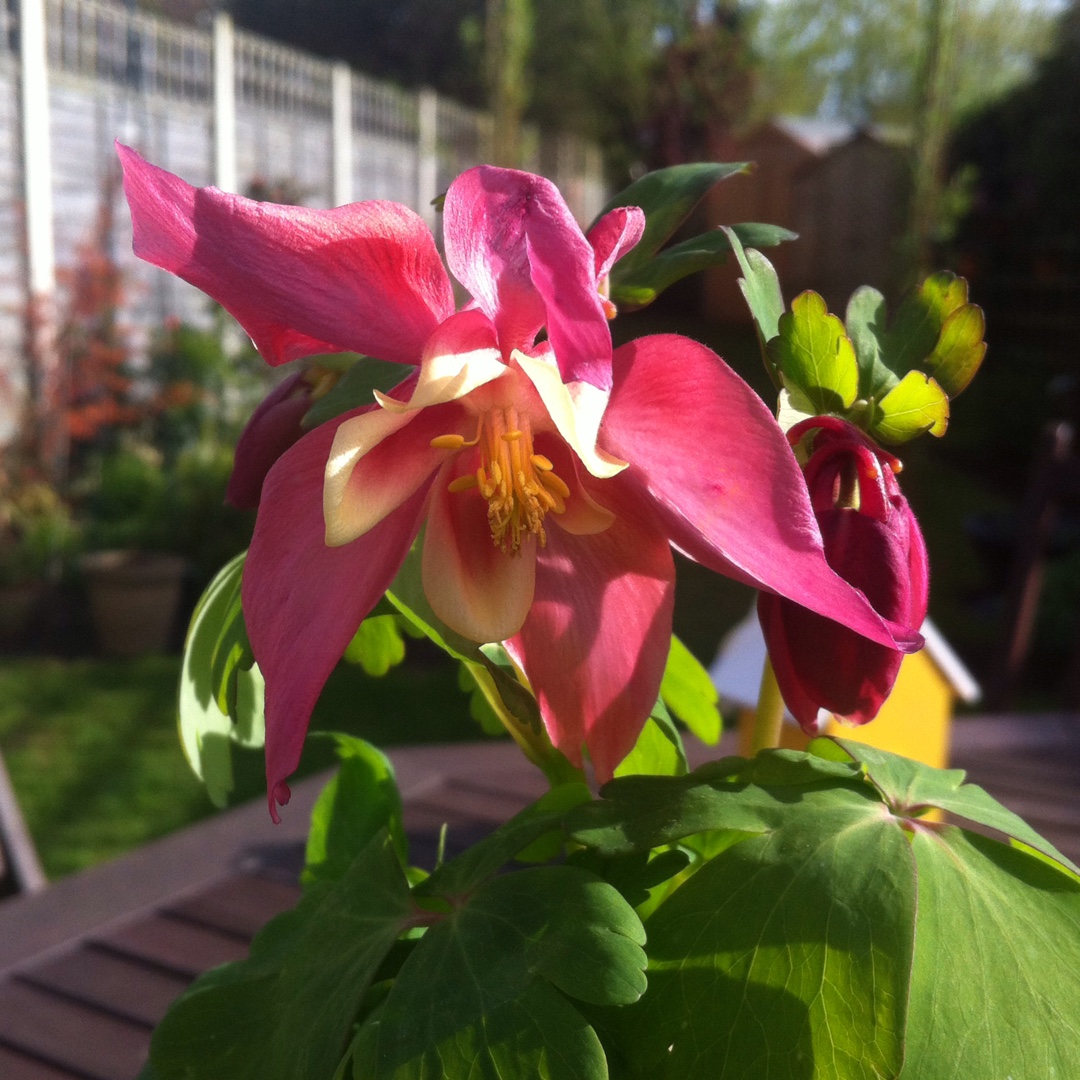 Aquilegia Spring Magic pink cream in the GardenTags plant encyclopedia Columbine Spring Magic pink cream in the GardenTags plant encyclopedia