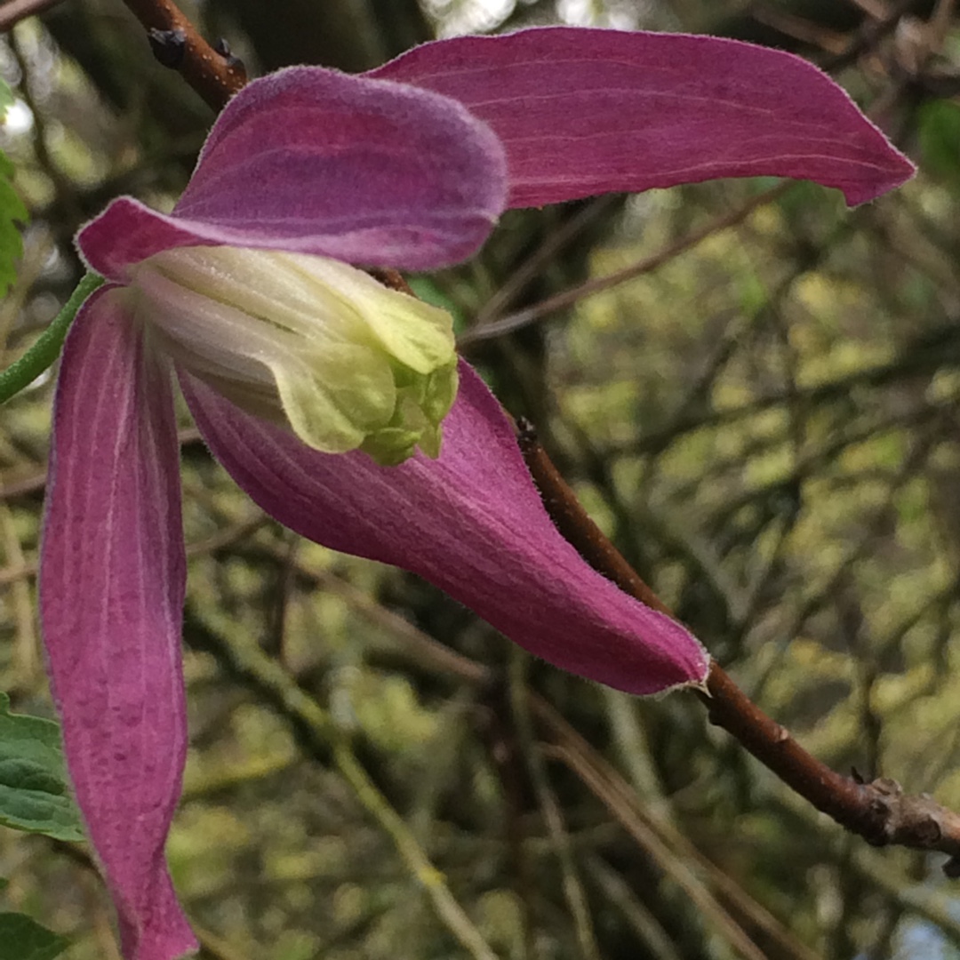 Clematis alpina Ruby in the GardenTags plant encyclopedia Clematis Ruby in the GardenTags plant encyclopedia