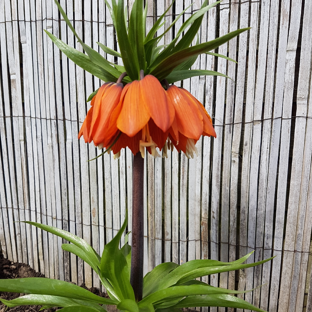 Fritillaria imperialis William Rex in the GardenTags plant encyclopedia Crown Imperial William Rex in the GardenTags plant encyclopedia