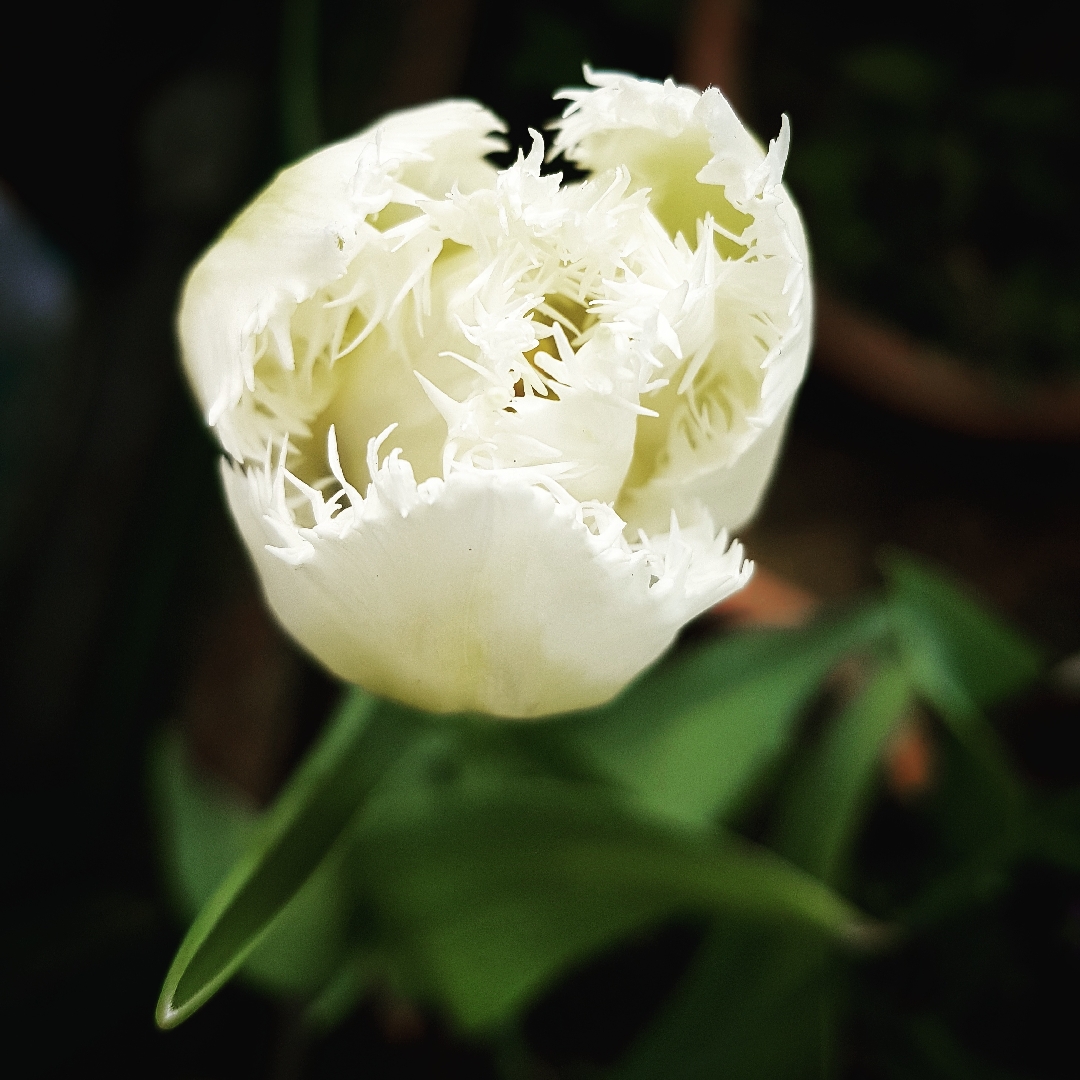 Tulipa Sphinx in the GardenTags plant encyclopedia Tulip Sphinx (Fringed) in the GardenTags plant encyclopedia
