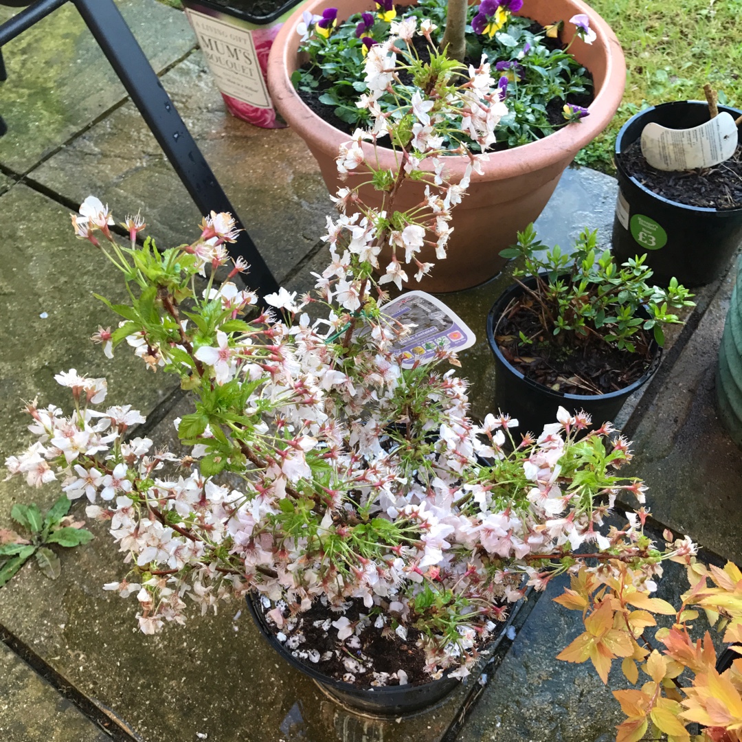 Prunus nipponica Brilliant in the GardenTags plant encyclopedia Dwarf Cherry Brilliant in the GardenTags plant encyclopedia