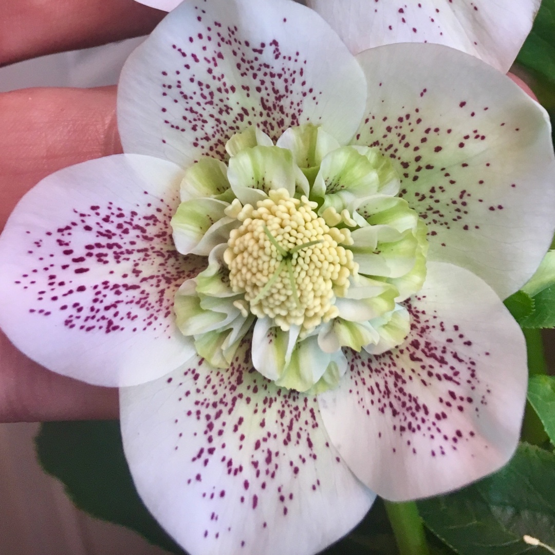 Helleborus x hybridus White Tutu in the GardenTags plant encyclopedia Hellebore White Tutu in the GardenTags plant encyclopedia