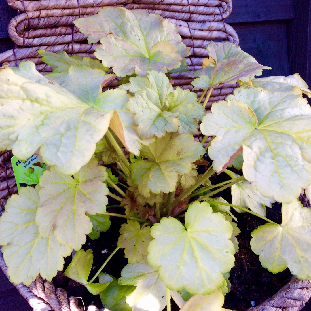 Heuchera Pino Bianco in the GardenTags plant encyclopedia Alumroot Pino Bianco in the GardenTags plant encyclopedia