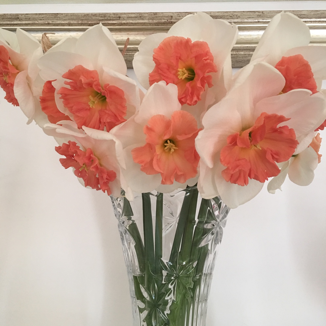 Narcissus Precocious in the GardenTags plant encyclopedia Daffodil Precocious (Large-cupped) in the GardenTags plant encyclopedia