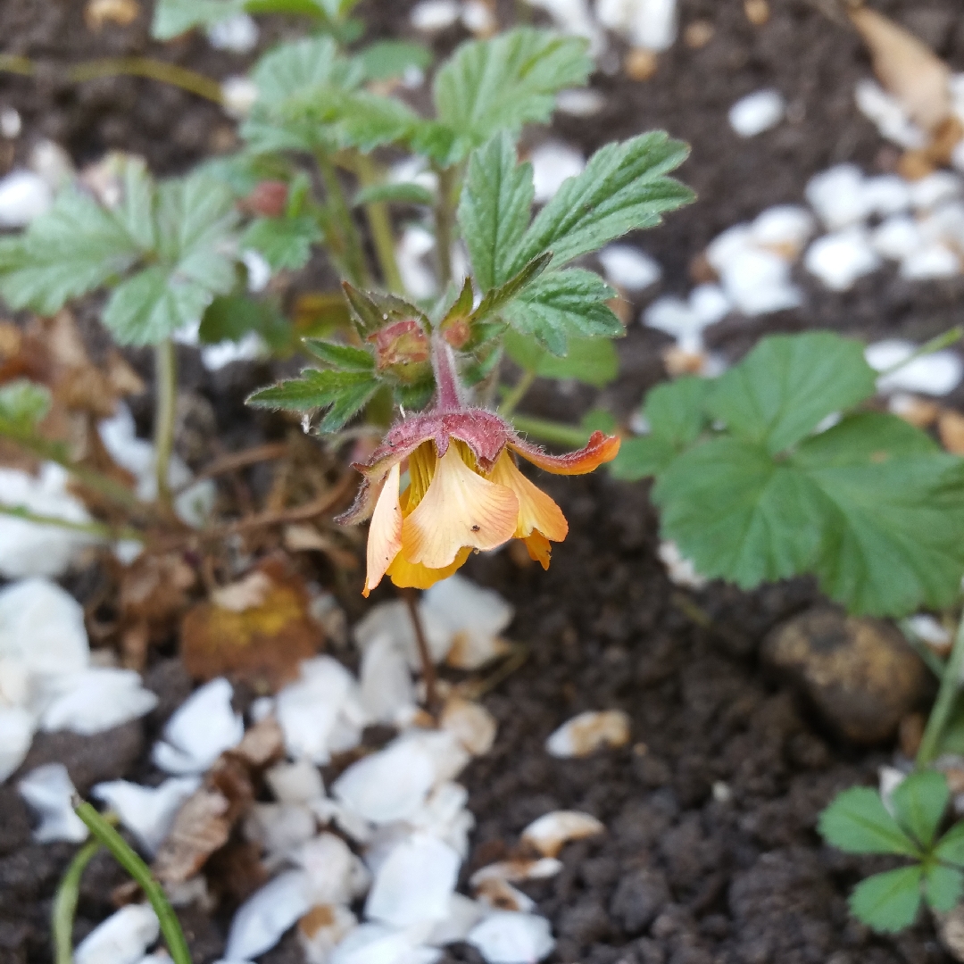 Geum rivale Marmalade in the GardenTags plant encyclopedia Water Avens Marmalade in the GardenTags plant encyclopedia
