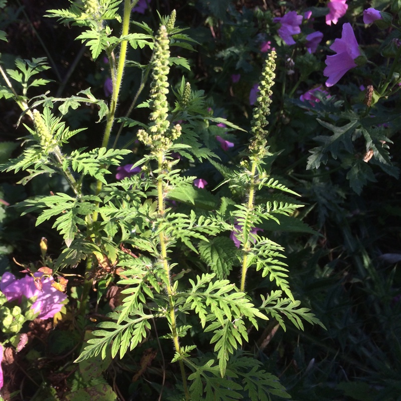 Ambrosia artemisiifolia in the GardenTags plant encyclopedia Common Ragweed in the GardenTags plant encyclopedia