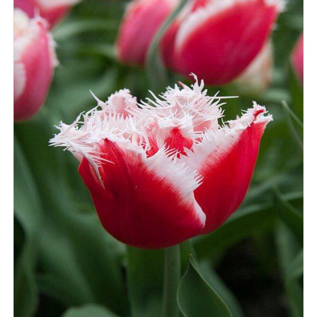 Tulipa New Santa in the GardenTags plant encyclopedia Tulip New Santa (Fringed) in the GardenTags plant encyclopedia