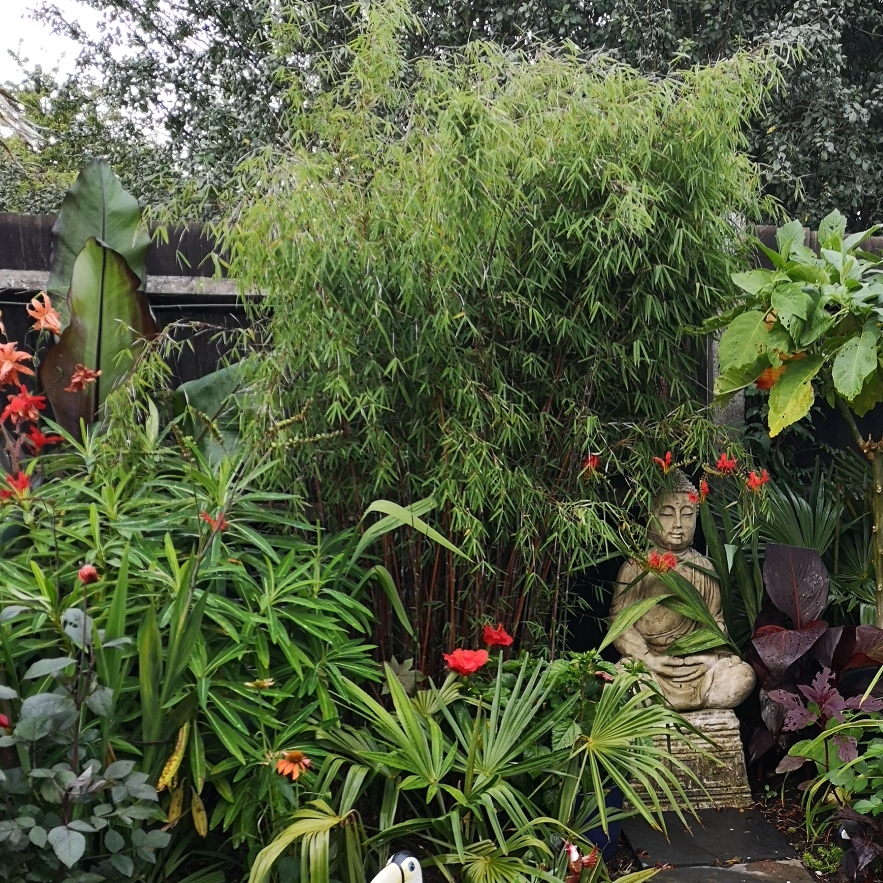 Fountain Bamboo Red Dragon in the GardenTags plant encyclopedia