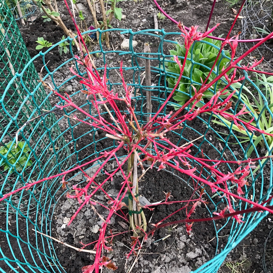 Acer Red Flamingo syn. Acer x conspicuum Red Flamingo in the GardenTags plant encyclopedia Snakebark Maple Red Flamingo in the GardenTags plant encyclopedia
