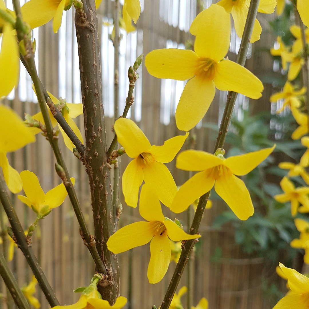 Forsythia x intermedia Weekend in the GardenTags plant encyclopedia Forsythia Weekend in the GardenTags plant encyclopedia