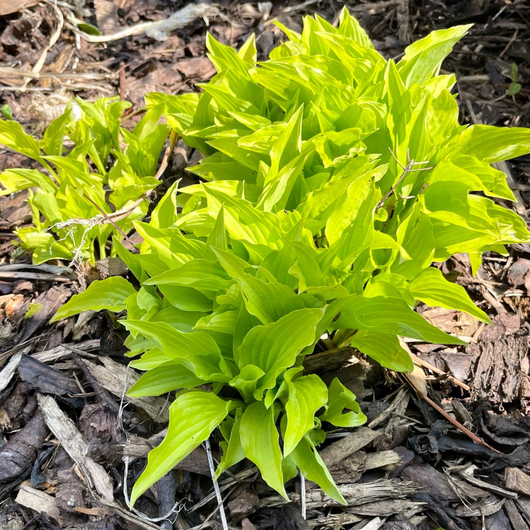 Hosta Hydon Sunset in the GardenTags plant encyclopedia Plantain Lily Hydon Sunset in the GardenTags plant encyclopedia