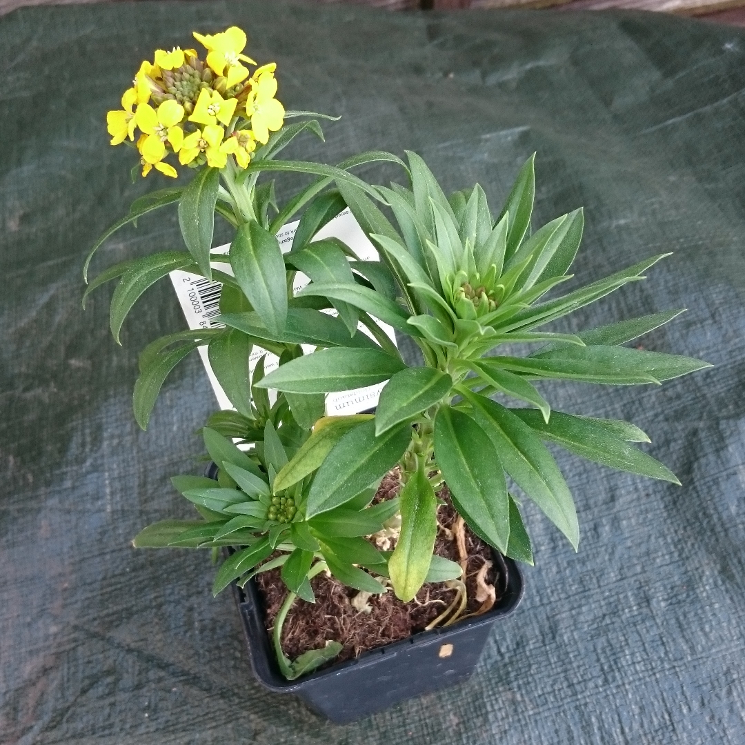 Wallflower Gold Dust in the GardenTags plant encyclopedia