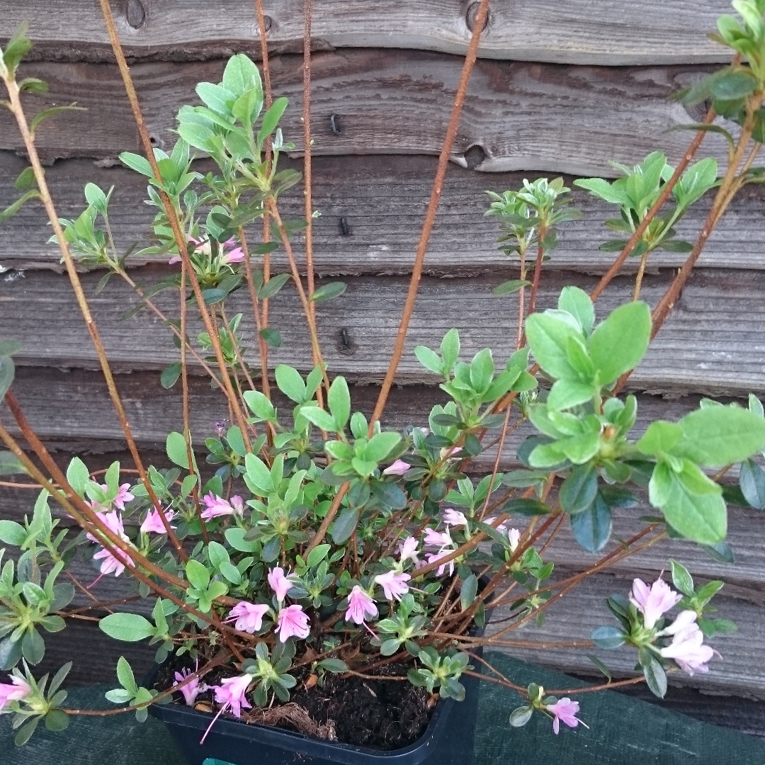 Rhododendron Silvester in the GardenTags plant encyclopedia Azalea Silvester in the GardenTags plant encyclopedia
