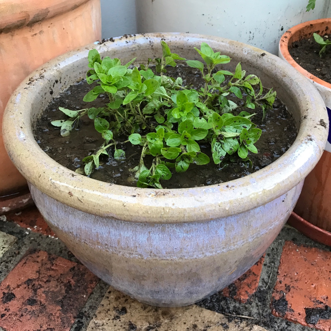 Origanum onites in the GardenTags plant encyclopedia Pot Marjoram in the GardenTags plant encyclopedia