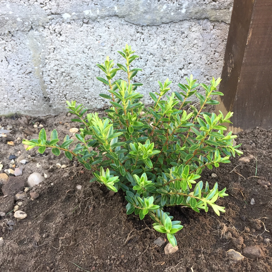 Hebe Pearl Of Paradise in the GardenTags plant encyclopedia Shrubby Veronica Pearl Of Paradise in the GardenTags plant encyclopedia