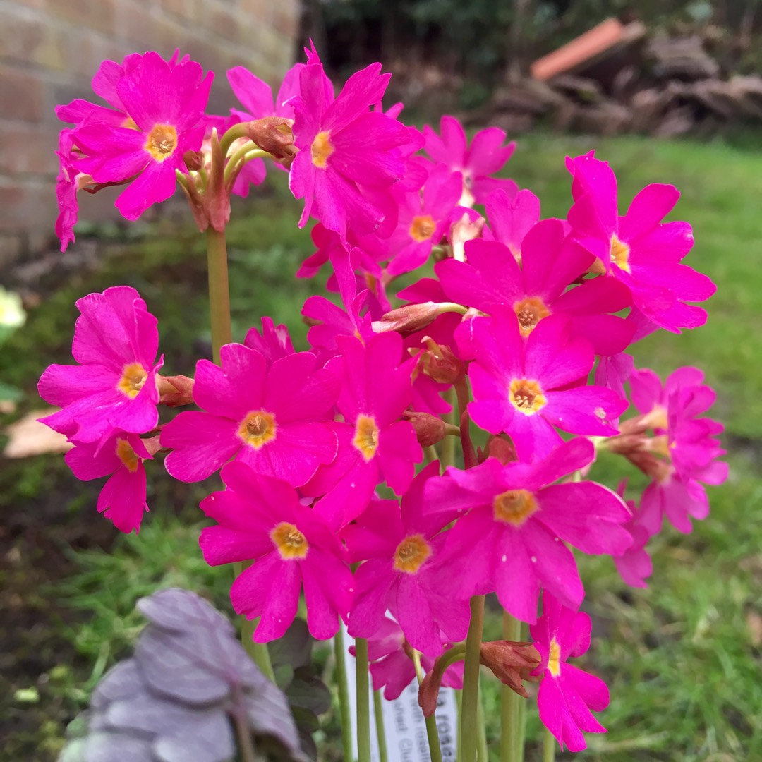 Primula Rosea Grandiflora in the GardenTags plant encyclopedia Himalayan Meadow Primrose in the GardenTags plant encyclopedia
