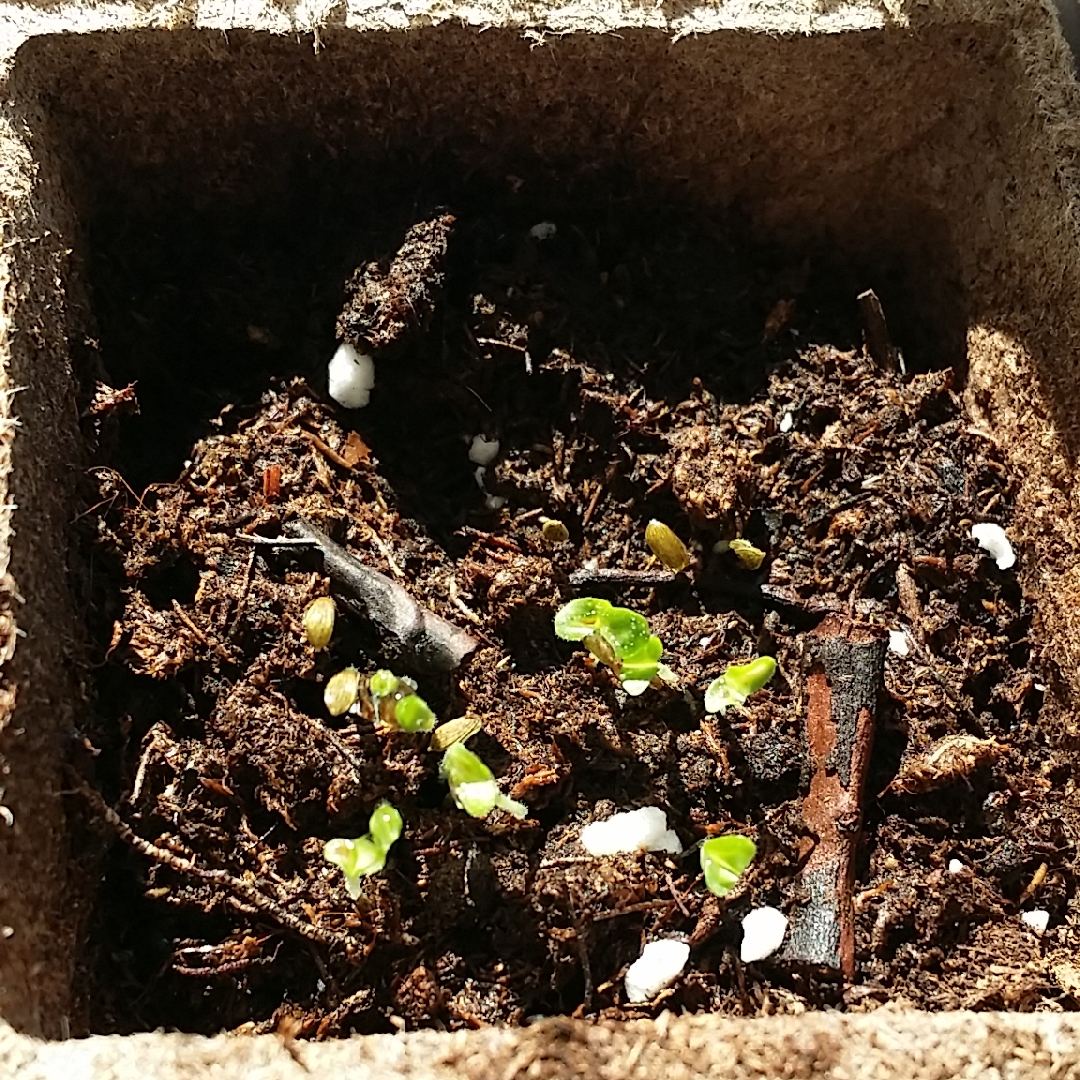 Lactuca Sativa Buttercrunch in the GardenTags plant encyclopedia Lettuce Buttercrunch in the GardenTags plant encyclopedia