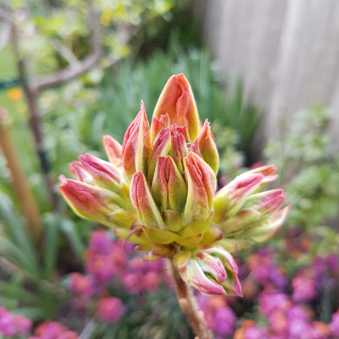 Rhododendron Arneson Gem in the GardenTags plant encyclopedia Azalea Arneson Gem in the GardenTags plant encyclopedia