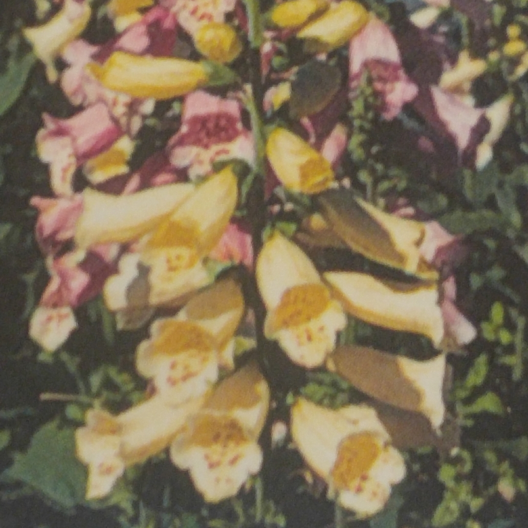 Digitalis Purpurea Foxy in the GardenTags plant encyclopedia Dwarf Foxglove in the GardenTags plant encyclopedia