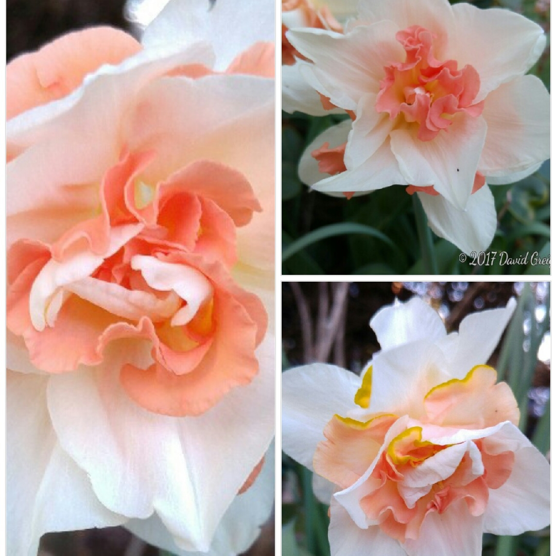 Narcissus Delnashaugh in the GardenTags plant encyclopedia Daffodil Delnashaugh (Double) in the GardenTags plant encyclopedia