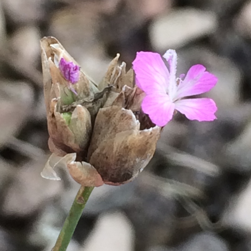 Petrorhagia prolifera syn. Dianthus prolifer in the GardenTags plant encyclopedia Proliferous Pink in the GardenTags plant encyclopedia