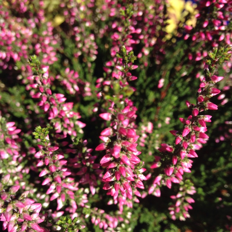 Common Heather Loki in the GardenTags plant encyclopedia