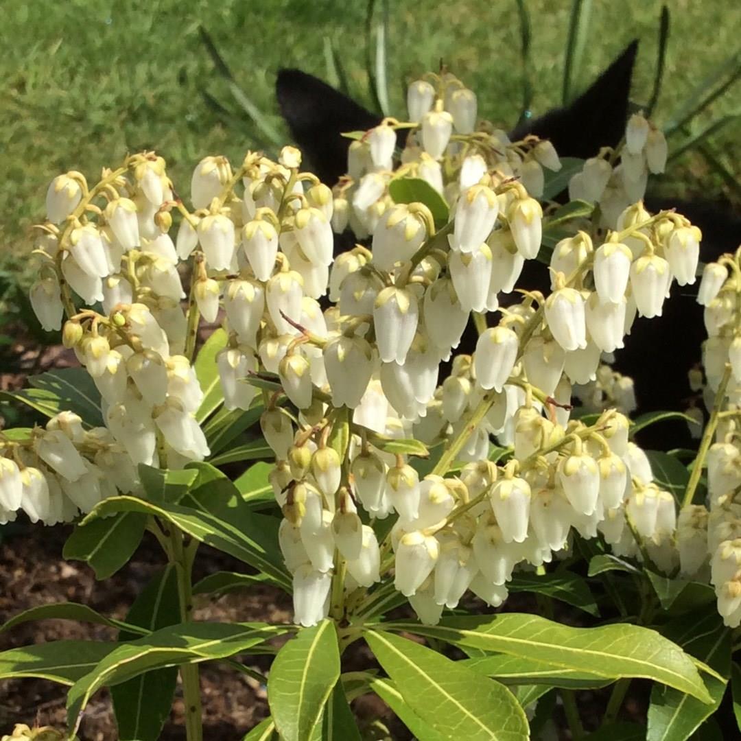 Pieris japonica Purity in the GardenTags plant encyclopedia Pieris Purity in the GardenTags plant encyclopedia