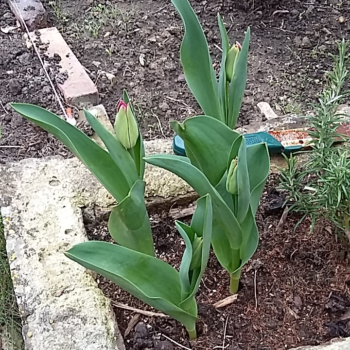 Tulipa Ile de France in the GardenTags plant encyclopedia Tulip Ile de France (Single Late) in the GardenTags plant encyclopedia