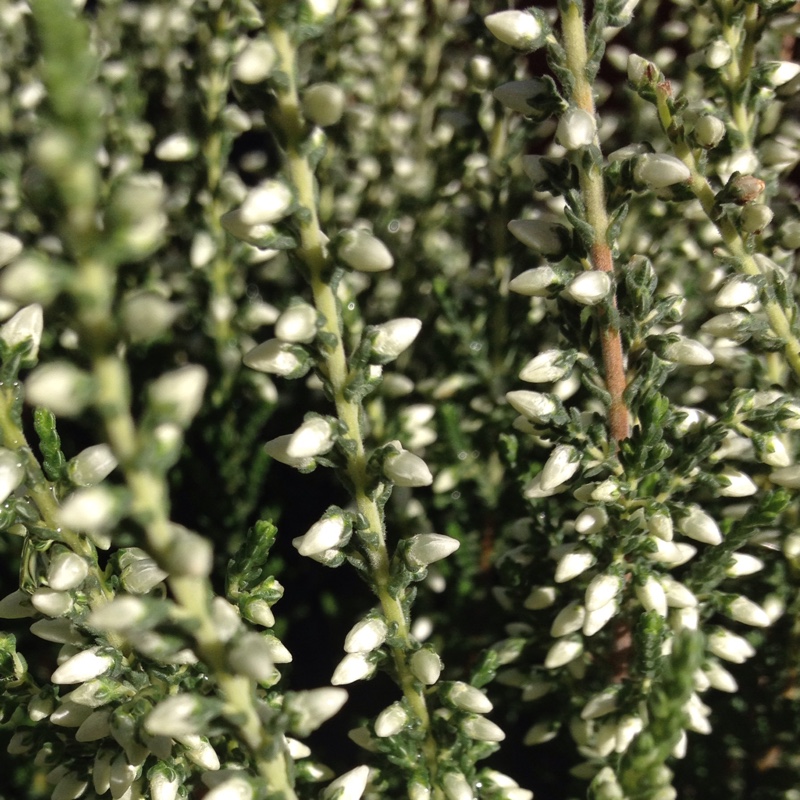 Calluna vulgaris Madonna (Garden Girls Series) in the GardenTags plant encyclopedia Common Heather Madonna in the GardenTags plant encyclopedia