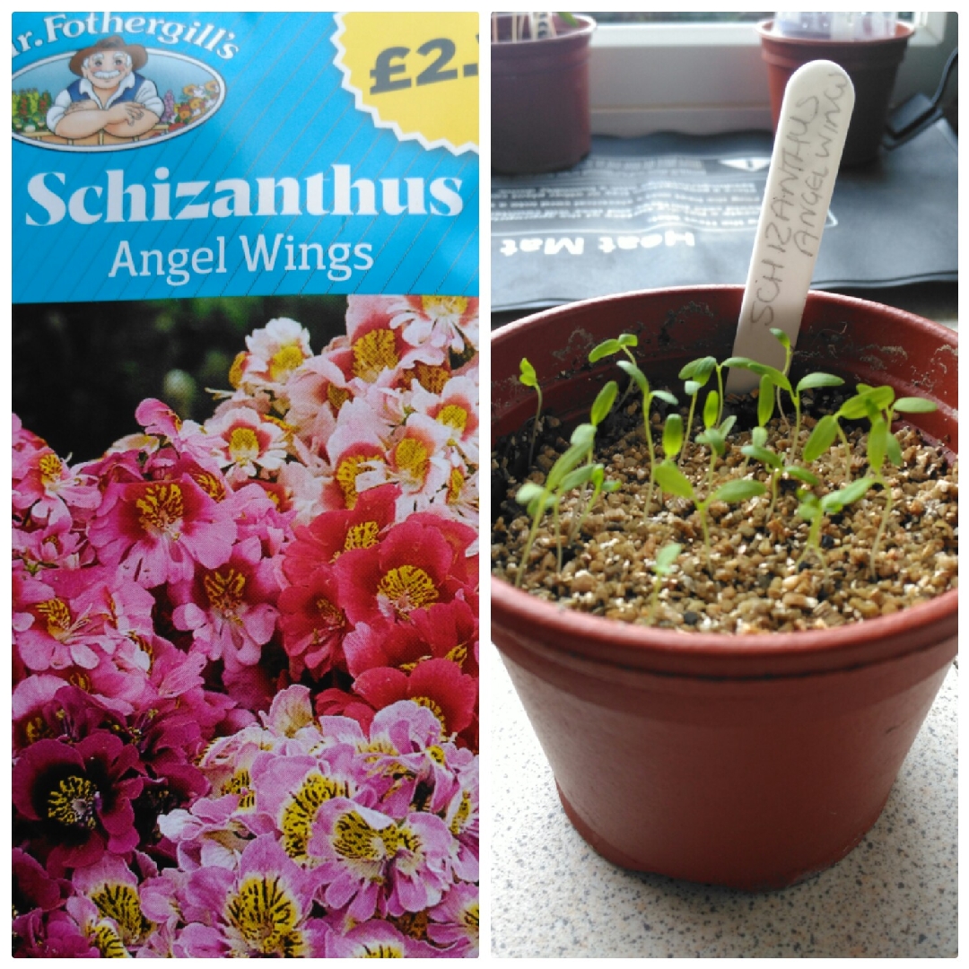 Schizanthus pinnatus Angel Wings in the GardenTags plant encyclopedia Schizanthus Angel Wings in the GardenTags plant encyclopedia