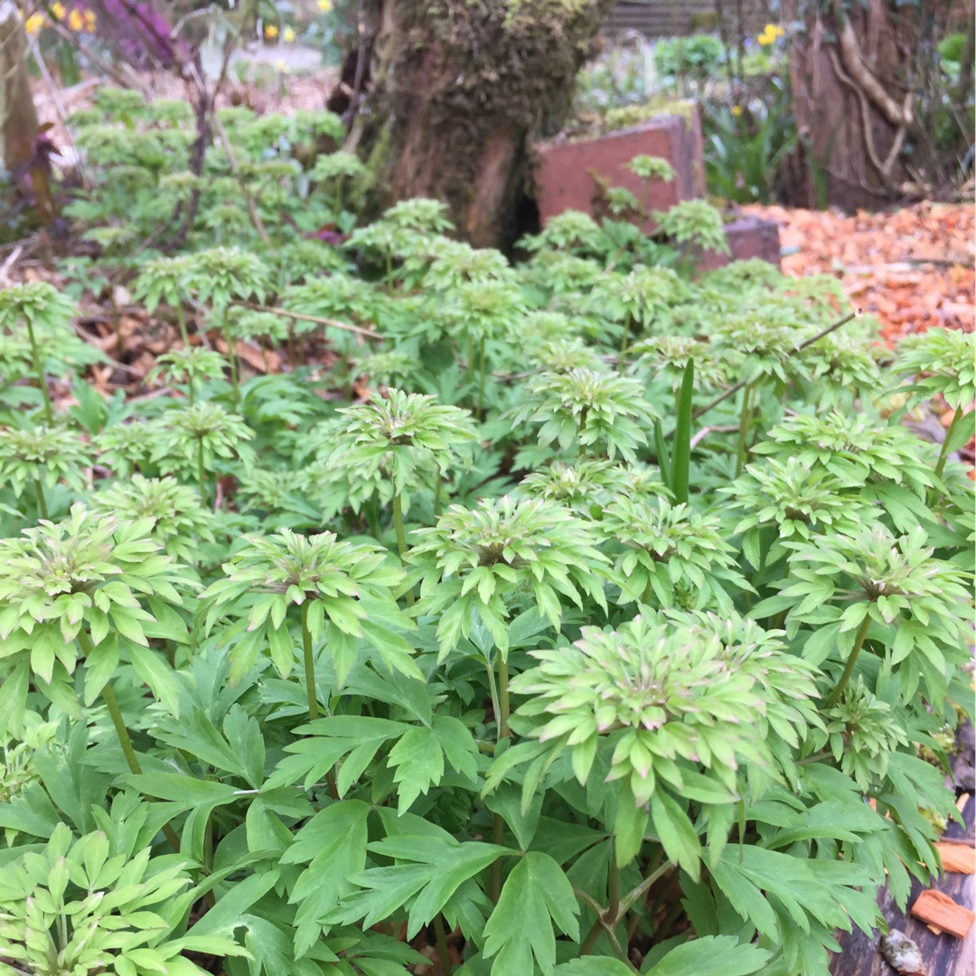 Anemone nemorosa Virescens in the GardenTags plant encyclopedia Anemone Virescens in the GardenTags plant encyclopedia