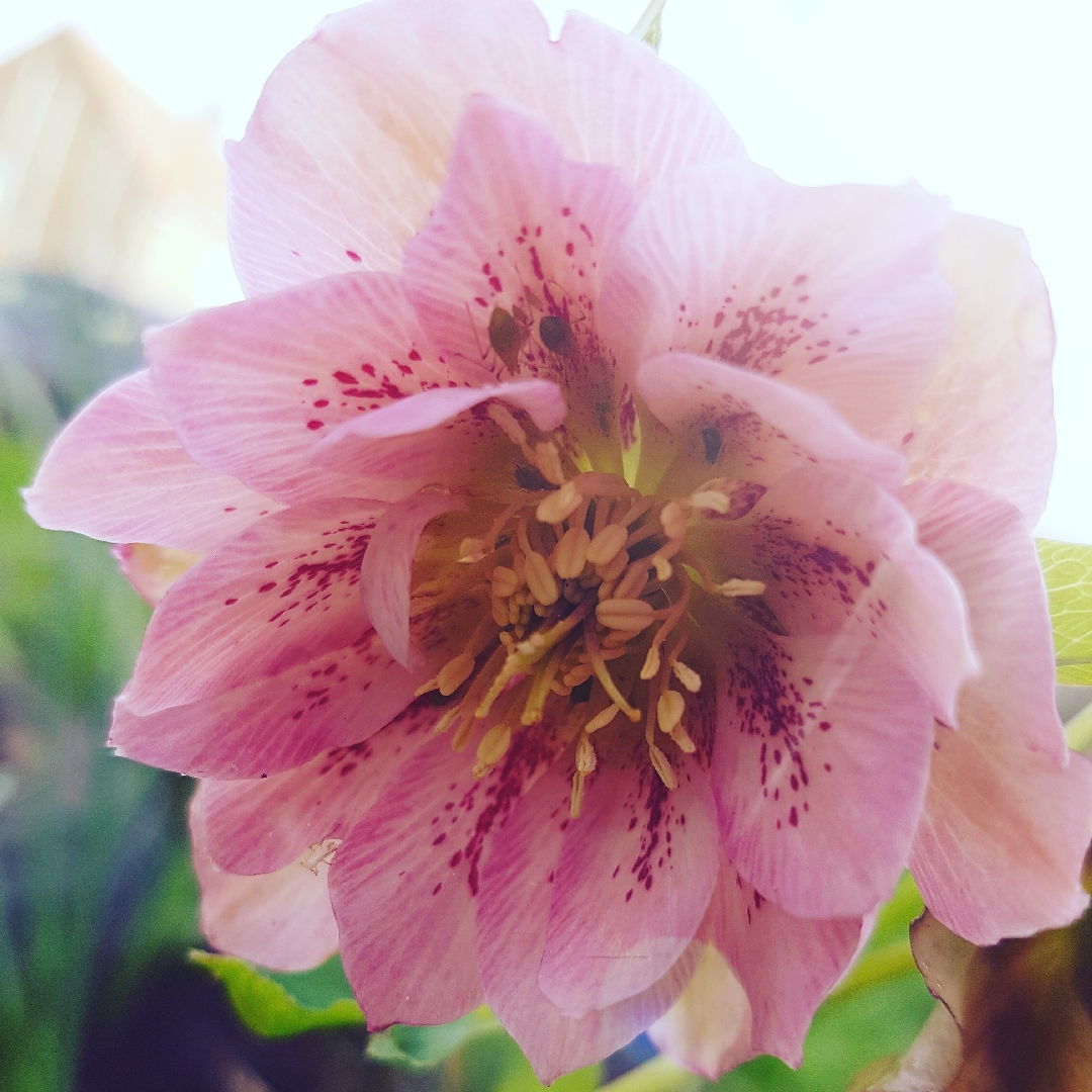 Helleborus x hybridus Cotton Candy (Winter Jewels Series) in the GardenTags plant encyclopedia Hellebore Cotton Candy in the GardenTags plant encyclopedia